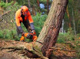 Best Residential Tree Removal  in Bolivar, TN