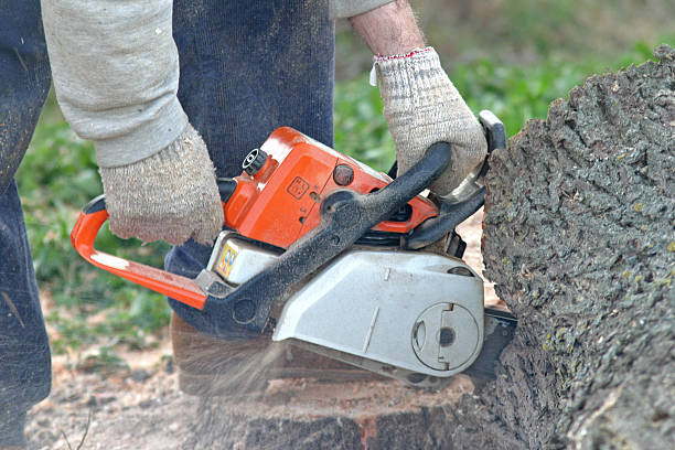 Best Tree Planting  in Bolivar, TN