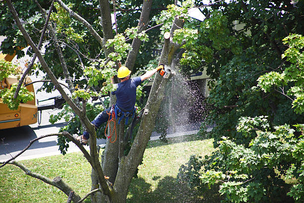 Best Tree and Shrub Care  in Bolivar, TN