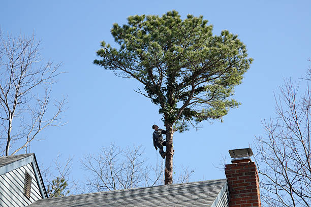 Best Stump Grinding and Removal  in Bolivar, TN