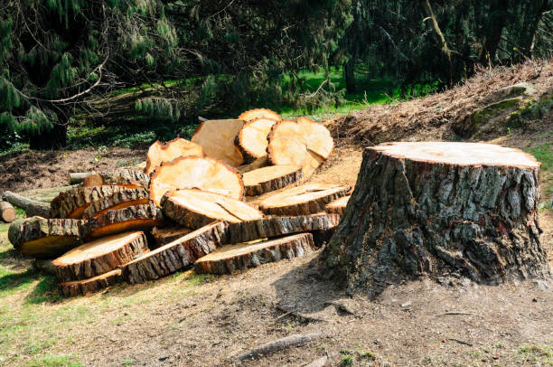 Professional Tree Removal Services in Bolivar, TN